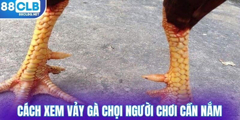 cach xem vay ga choi nguoi choi can nam Cách xem vảy gà chọi người chơi cần nắm