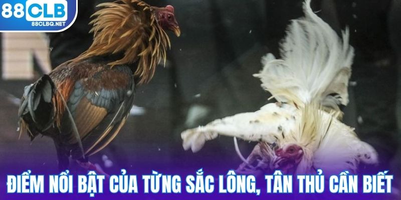 Điểm nổi bật của từng sắc lông, tân thủ cần biết
