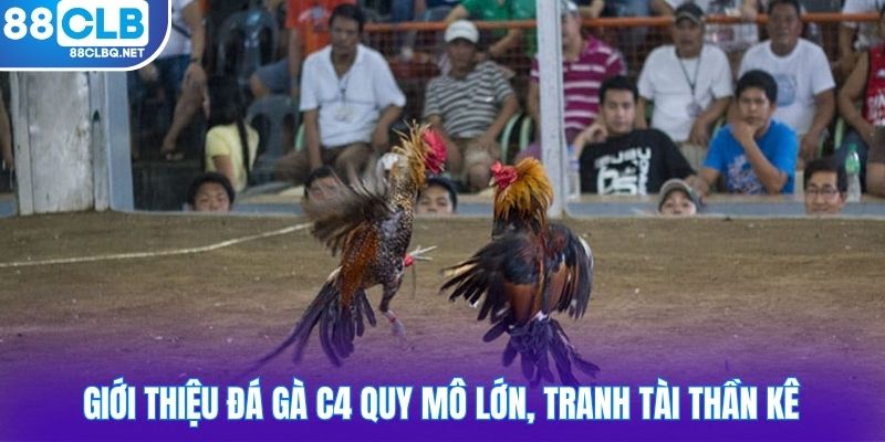 gioi thieu da ga c4 quy mo lon tranh tai than ke Giới thiệu đá gà C4 quy mô lớn, tranh tài thần kê