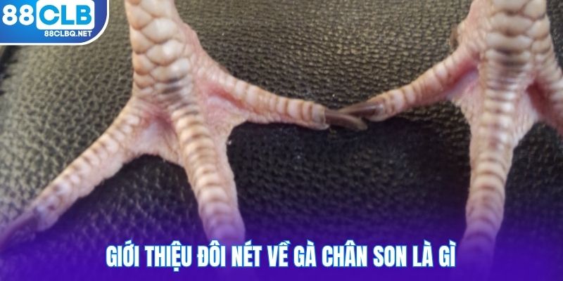 gioi thieu doi net ve ga chan son la gi Giới thiệu đôi nét về gà chân son là gì