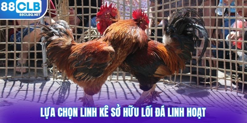 lua chon linh ke so huu loi da linh hoat Lựa chọn linh kê sở hữu lối đá linh hoạt