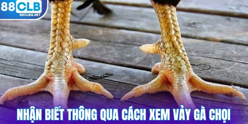 nhan biet thong qua cach xem vay ga choi Nhận biết thông qua cách xem vảy gà chọi