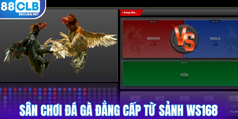 san choi ke dang cap tu sanh ws168 Sàn chọi kê đẳng cấp từ sảnh WS168