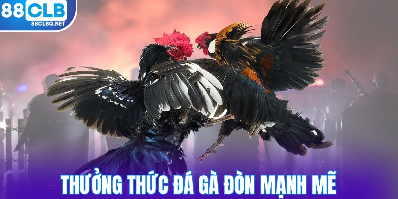 thuong thuc cac tran da ga don manh me Thưởng thức các trận đá gà đòn mạnh mẽ